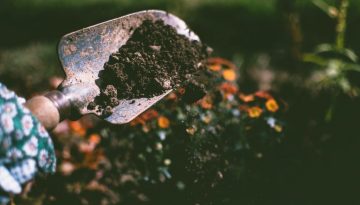 soil