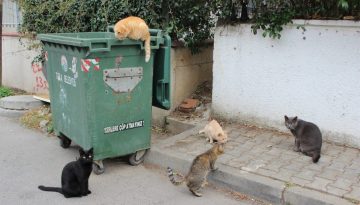 Rubbish