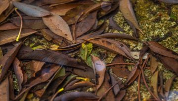 leaves