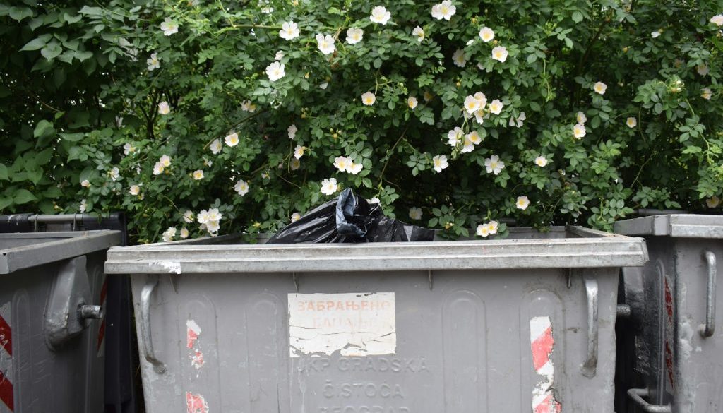 yard skip