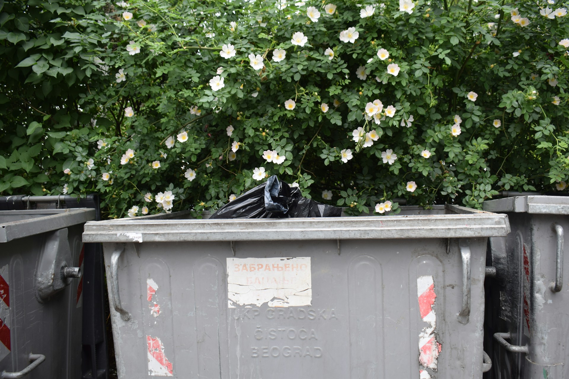 yard skip